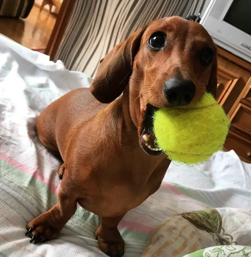 Dachshund on the bed with a tennis ball in its mouth