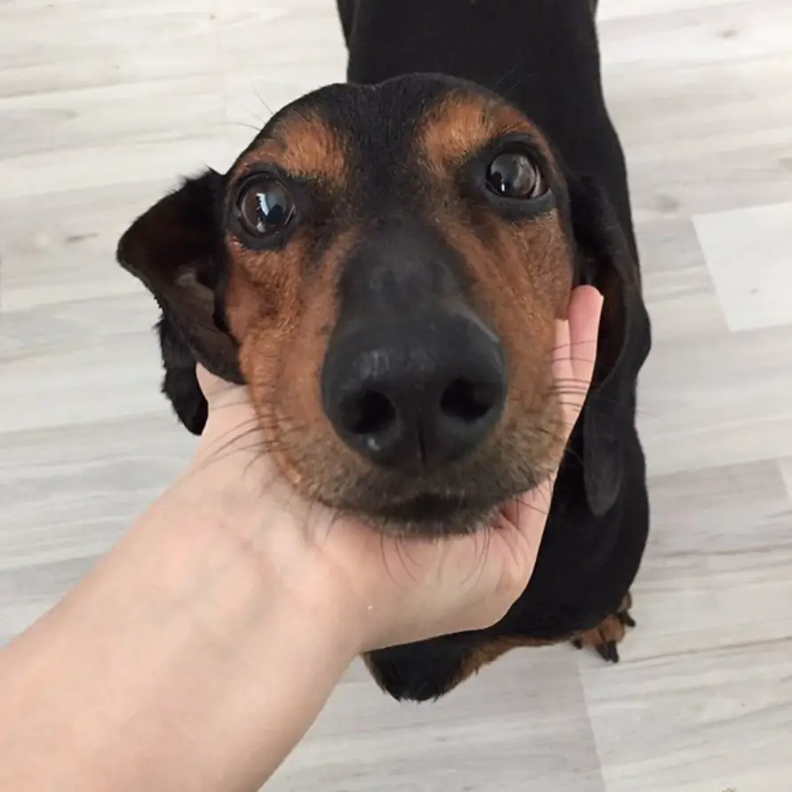 adorable face of a Dachshund placed on the palm of the hand