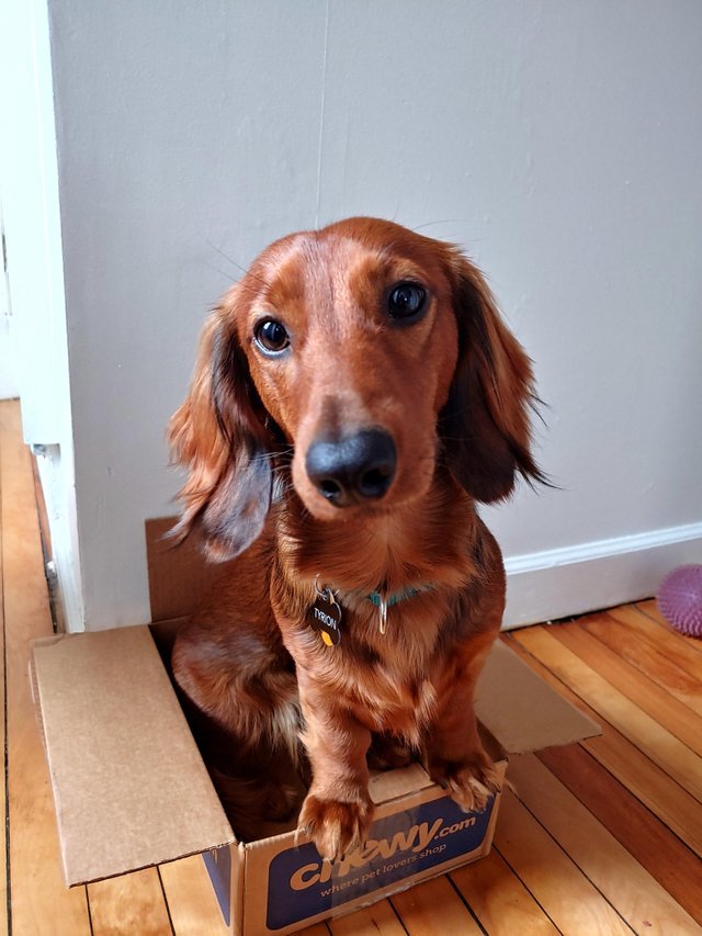 Dachshund siting in inside a cardboard box