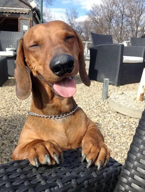 Dachshund standing up leaning against the chair with its smiling happy face
