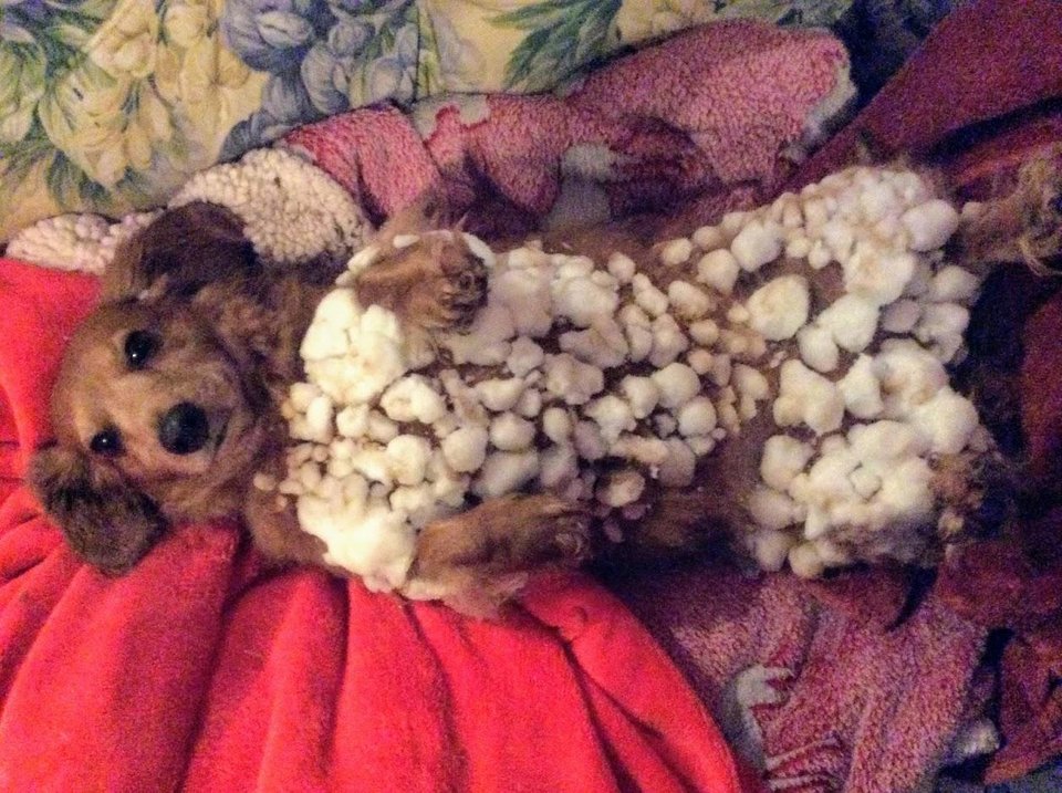 Dachshund lying on its back with balls of snow in its body