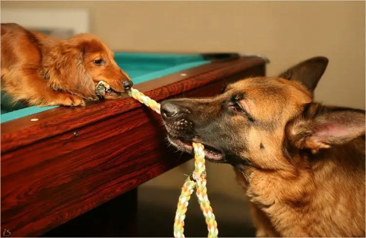 Dachshund puppy on top of the billiard table while playing tug of war with a German Shepherd dog