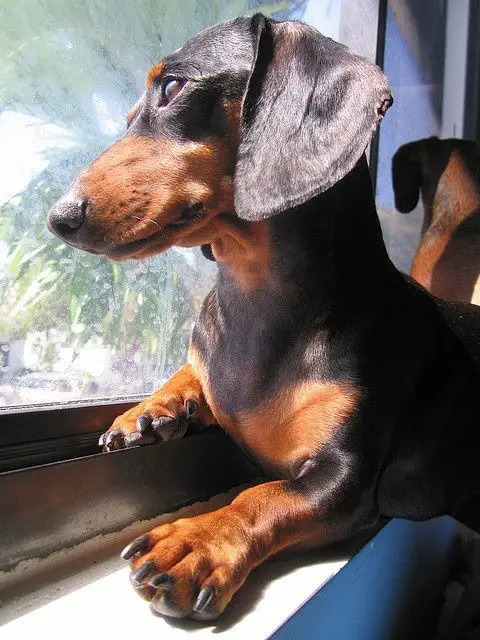 Dachshund by the window looking outside