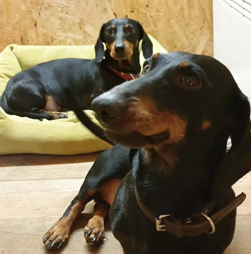 Dachshund lying on the floor looking up with its angry face while the Dachshund at the back lying on its bed is looking up with its begging face