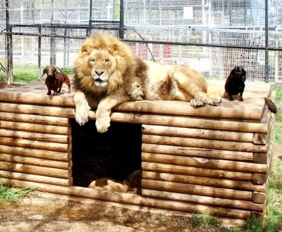 Dachshund standing beside a lion at the zoo