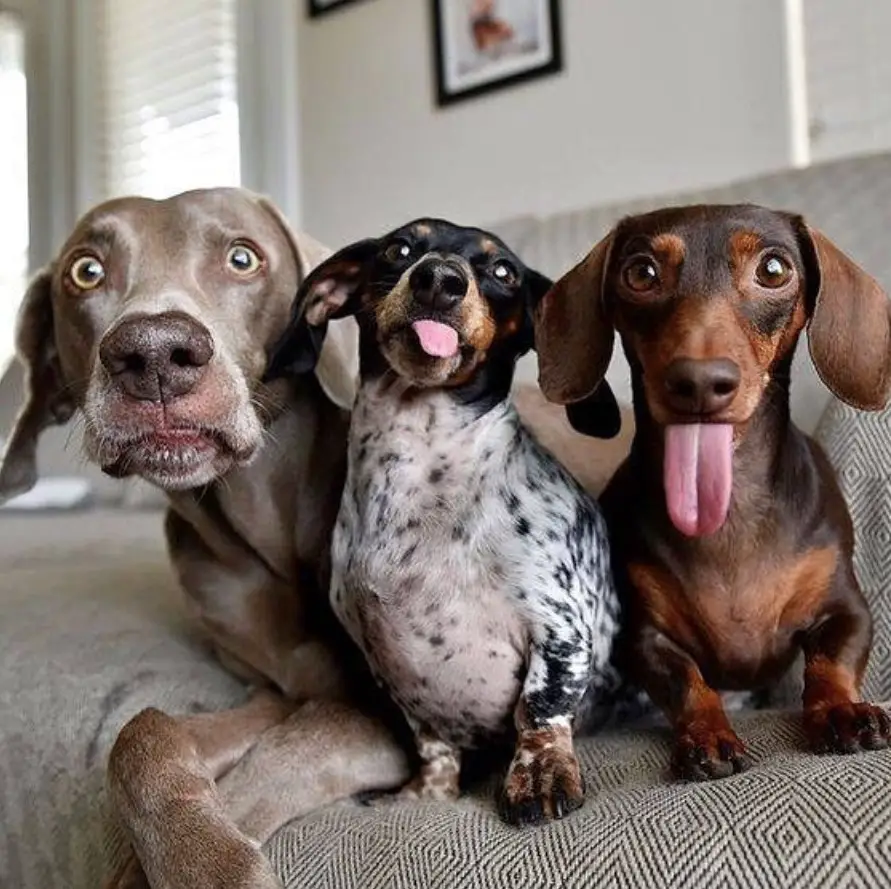 two dachshund sitting next to another dog while sticking their tongues out