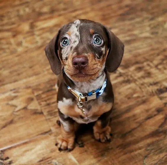 Dachshund sitting on the floor with its adorably begging eyes
