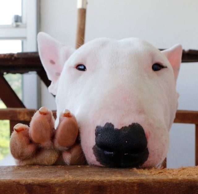 12 Reasons Bull Terriers Are The Worst Dogs for FirstTime