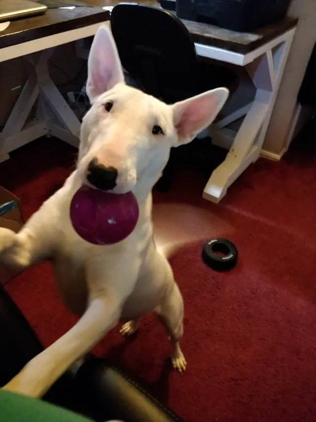 Bull Terrier standing up leaning against the person while carrying a ball in its mouth