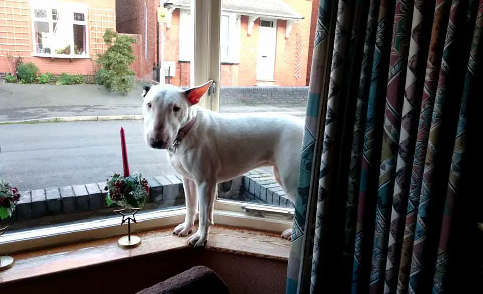 Bull Terrier standing by the window sill