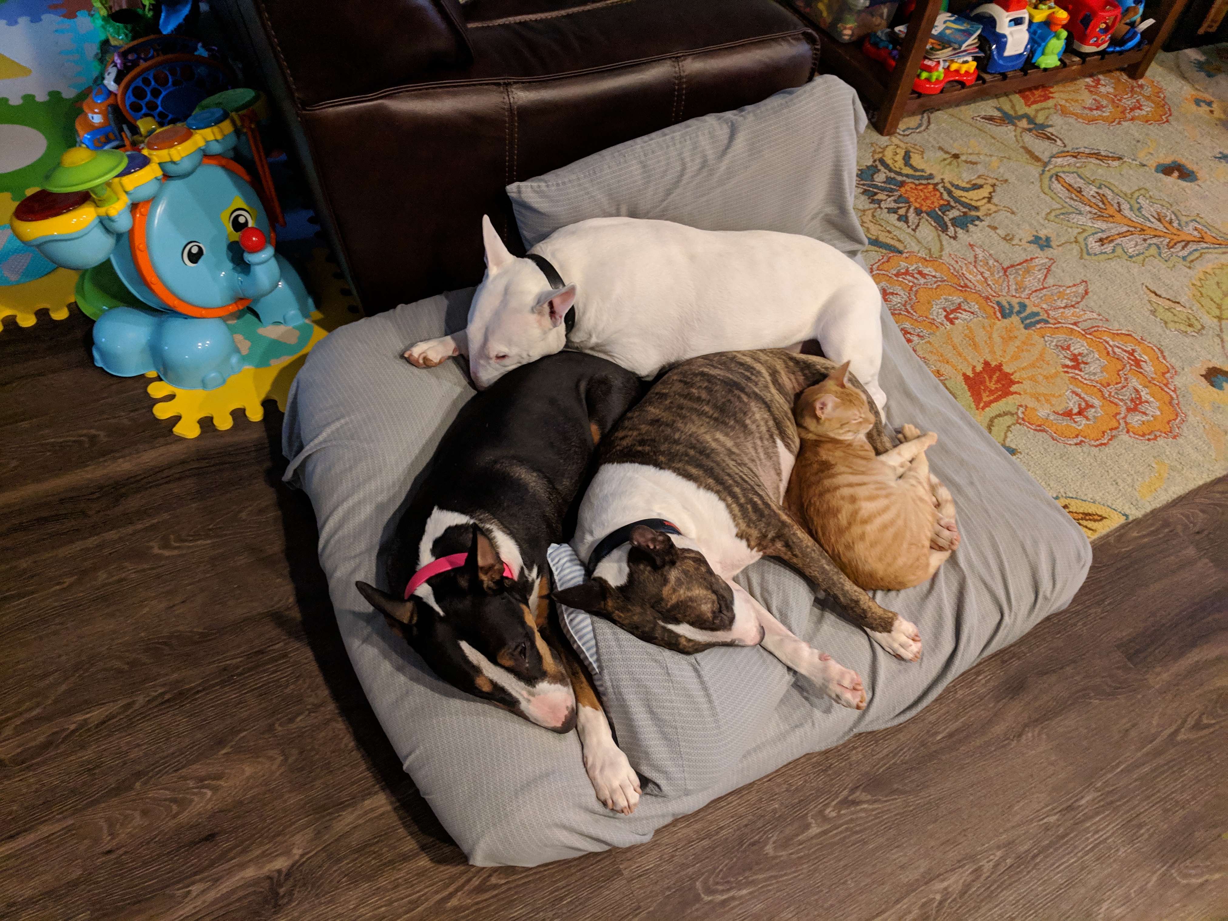 three Bull Terrier sleeping together in their bed with a cat
