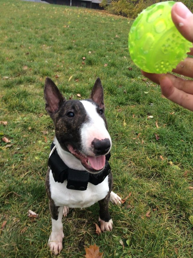 Bull Terrier sitting on the green grass in the yard while looking up at the ball the man is holding up