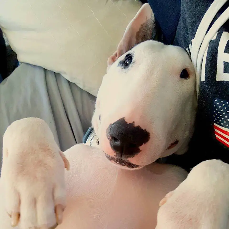 Bull Terrier beside its owner lying with its sweet face