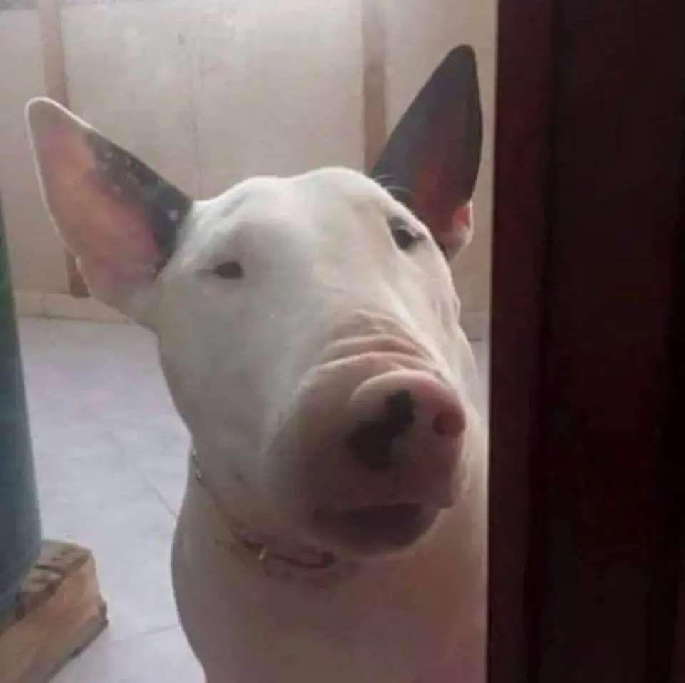 Bull Terrier pressing his nose against the glass and made him look like a pig