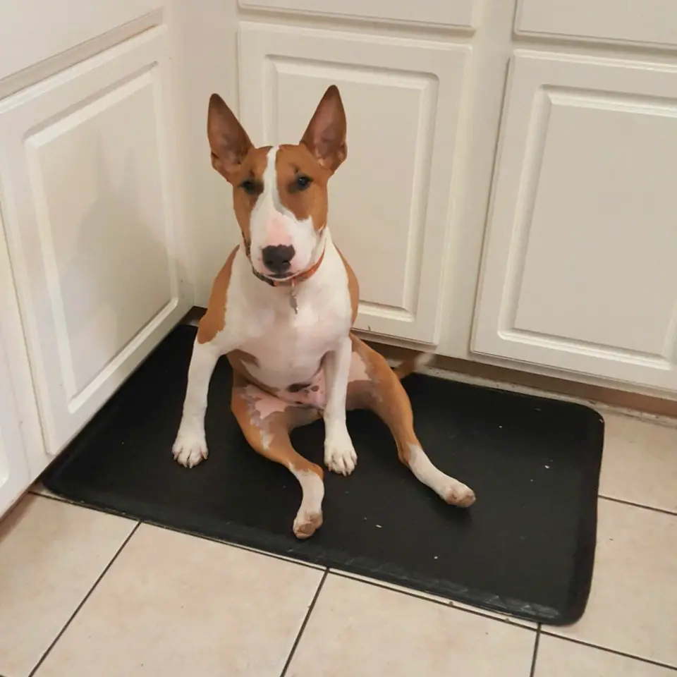 Bull Terrier sitting like a person on top of the carpet in the kitchen floor