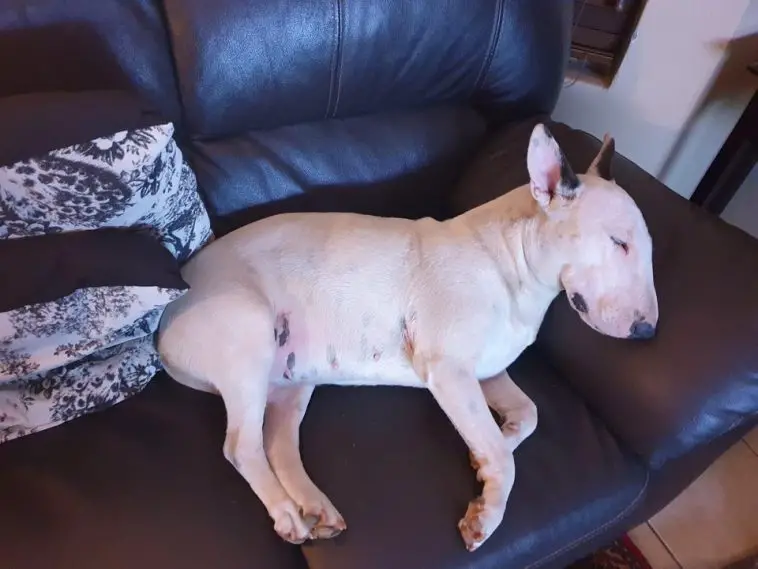 Bull Terrier lying on its side sleeping on the couch