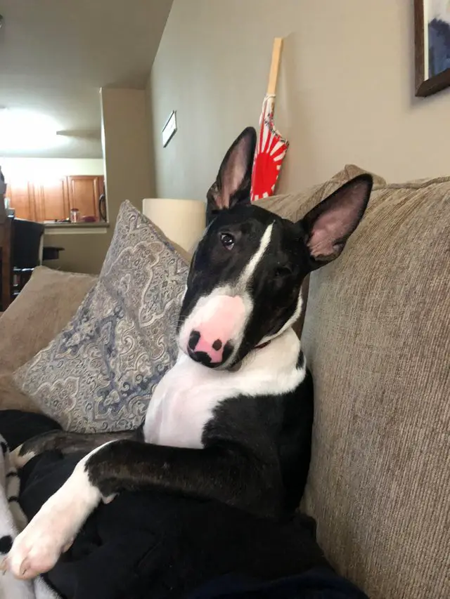 Bull Terrier sitting on the couch