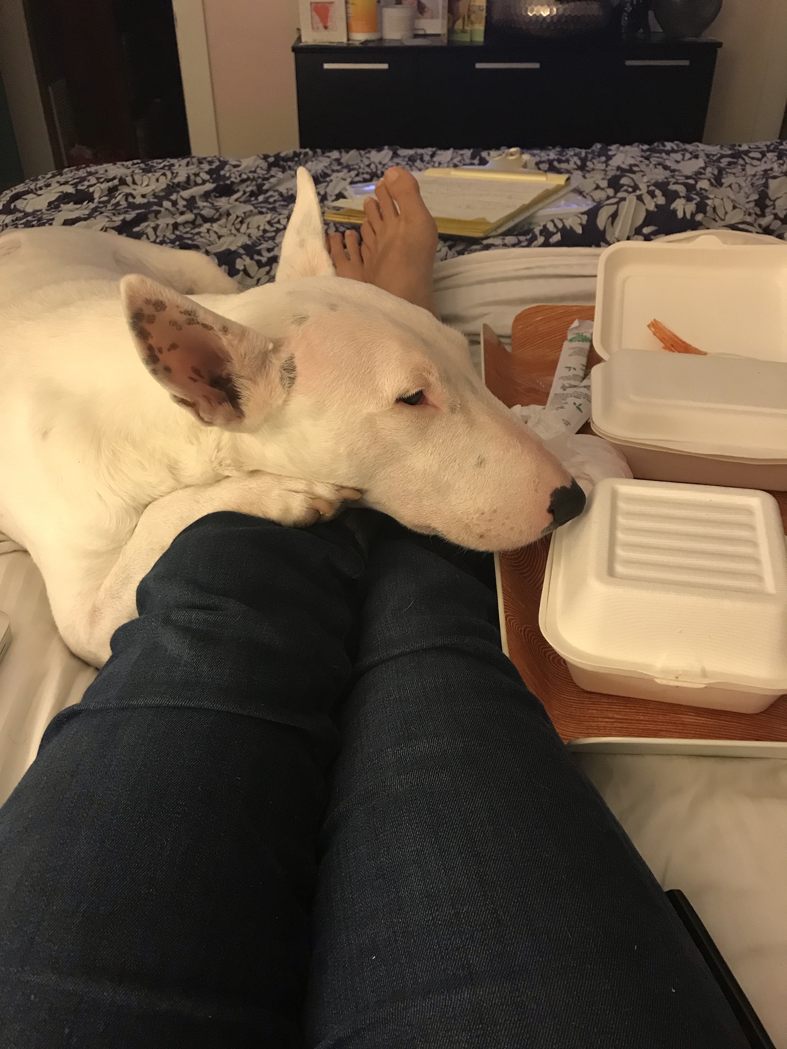 Bull Terrier lying with its face on top of the legs of its owner close the food on the tray