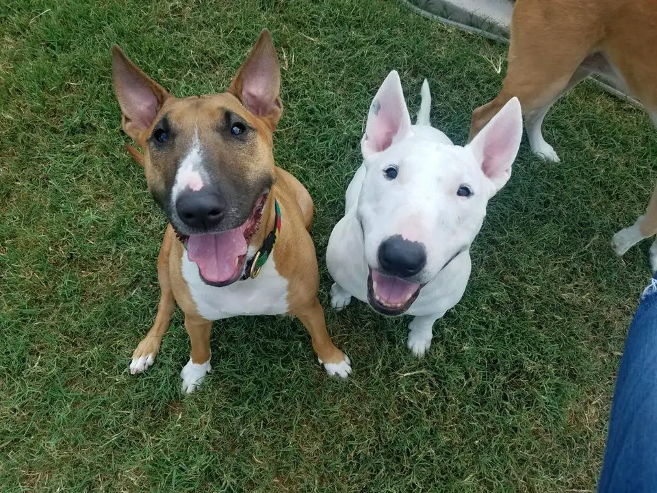 two Bull Terriers sitting on the green beside each other while looking up smiling