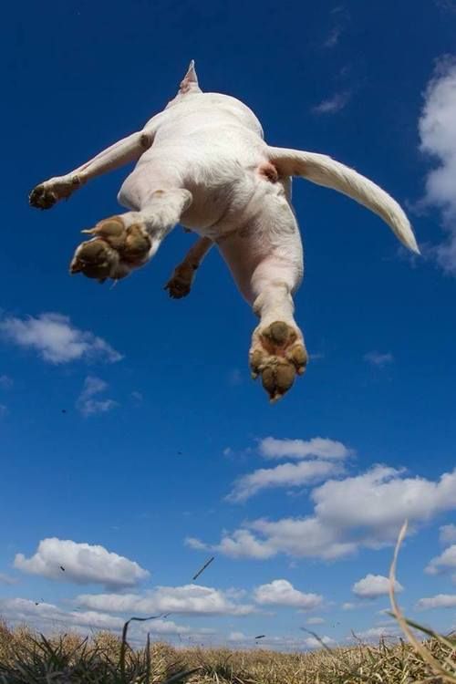 bull terrier in the sky