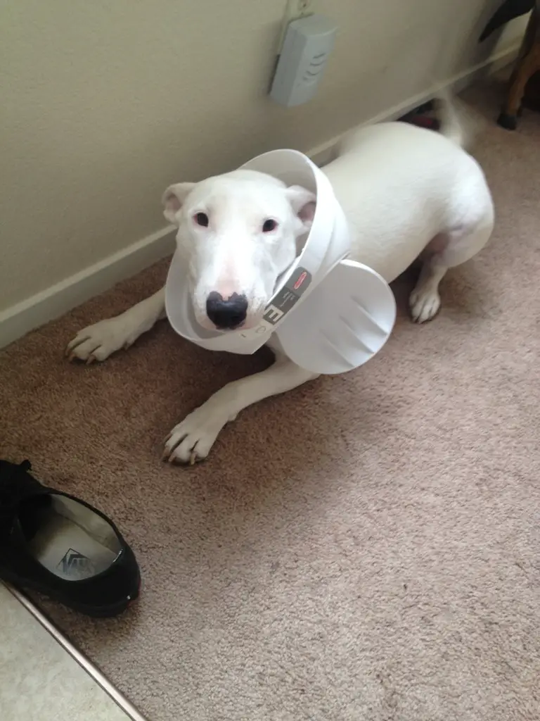 bull terrier with a cover of trash can on its head