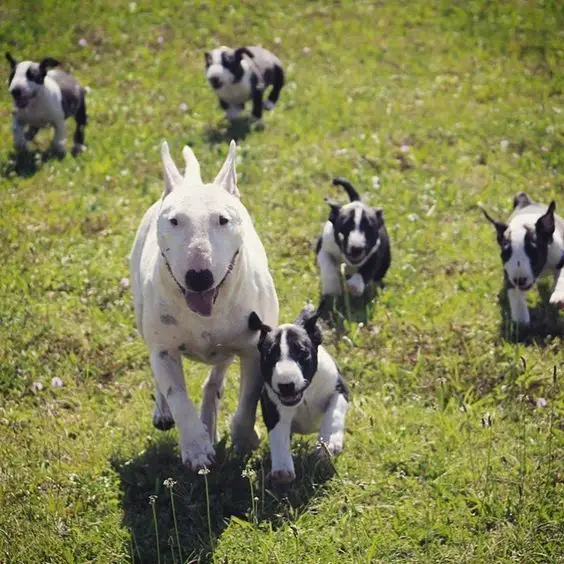 bull terrier adult and puppies running on a field of green grass