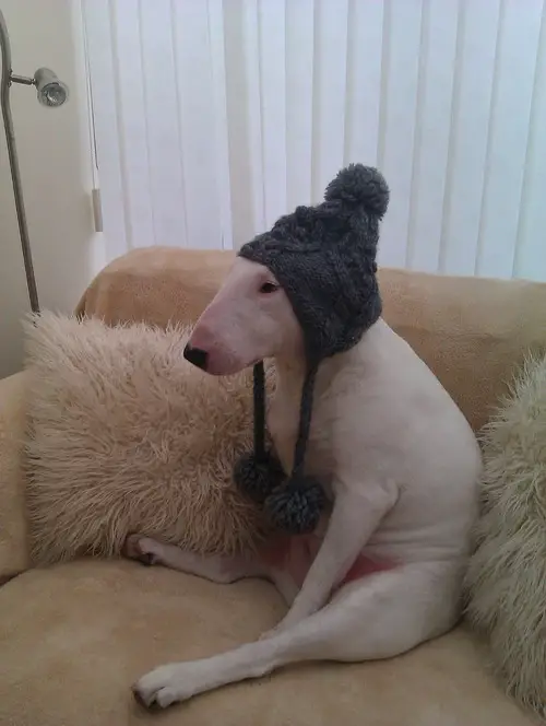 Bull Terrier wearing a beanie while sitting on the couch
