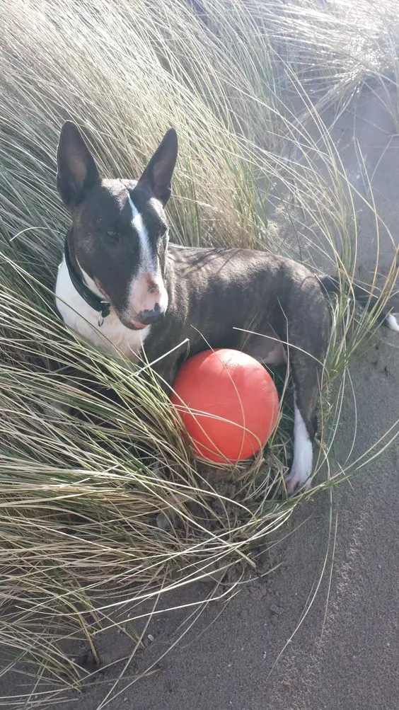 bull terrier lying on a long green grass with its ball