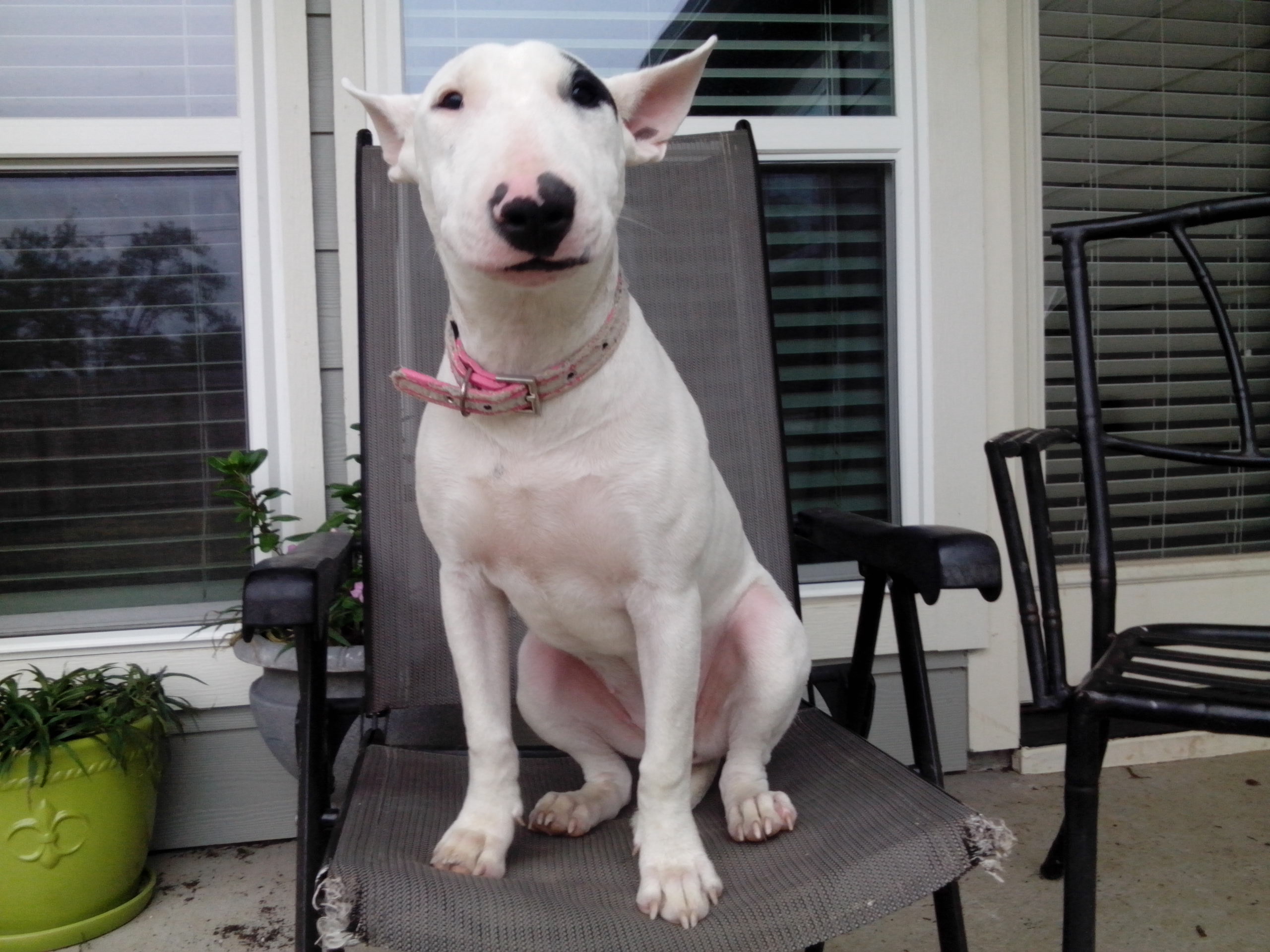 English Bull Terrier sitting on the chair