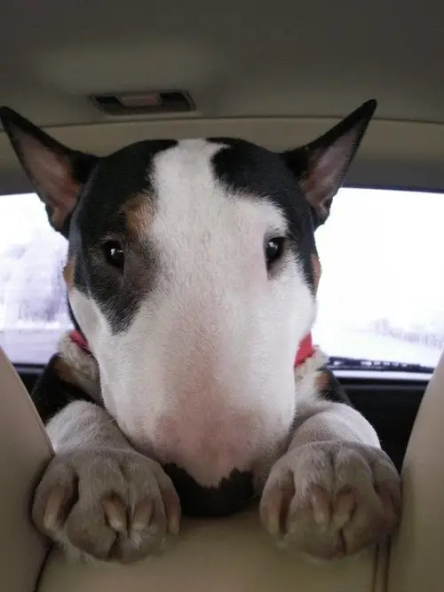 English Bull Terrier in the car backseat with its begging face