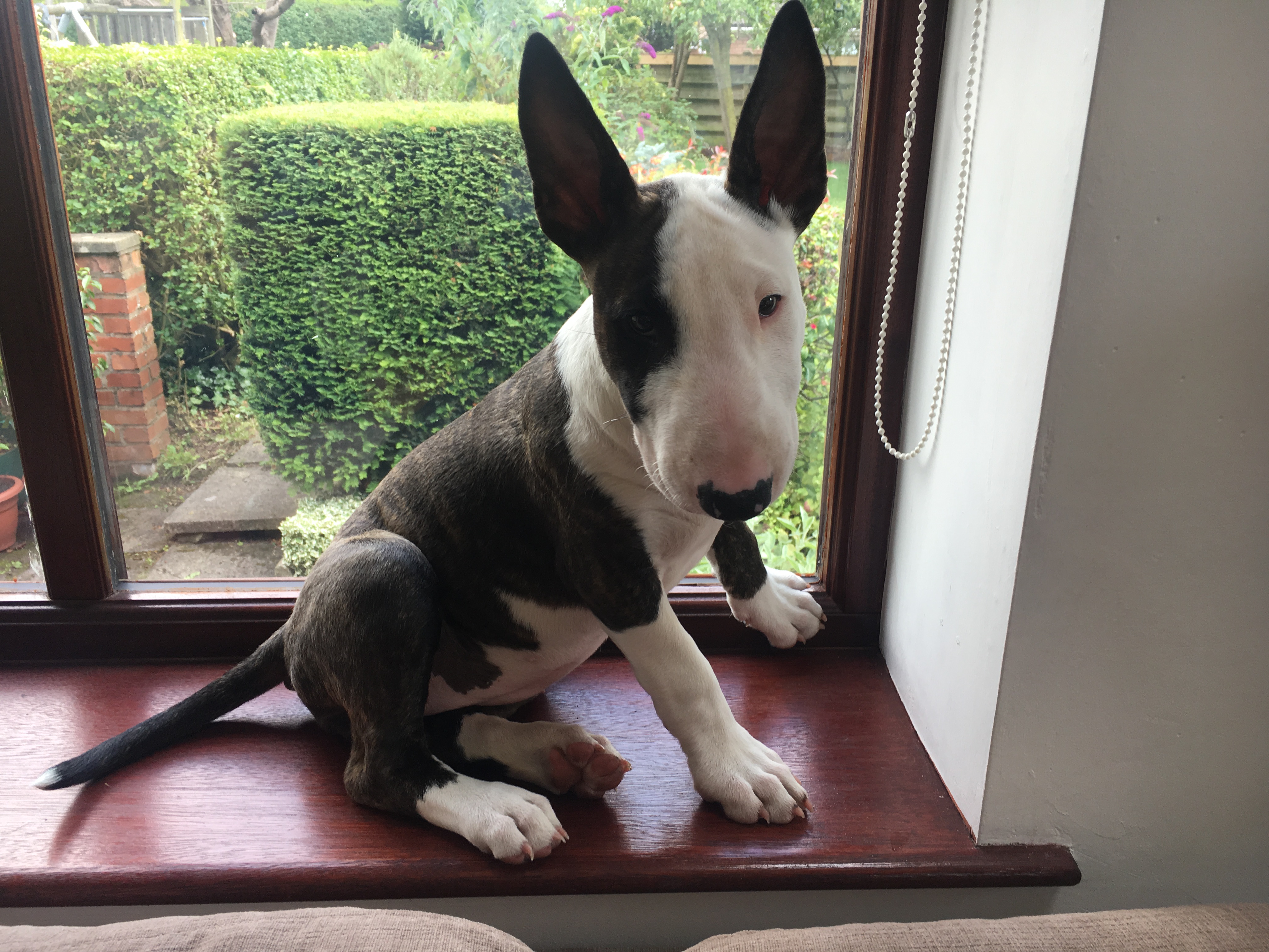 English Bull Terrier puppy sitting by the windowsill