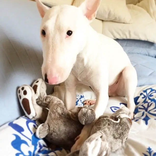 white English Bull Terrier sitting on the bed