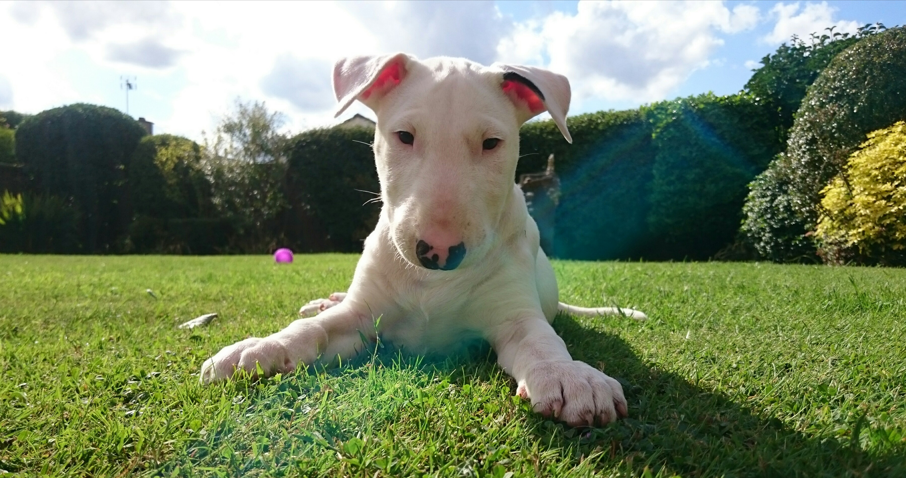 English Bull Terrier puppy lying down on the green grass