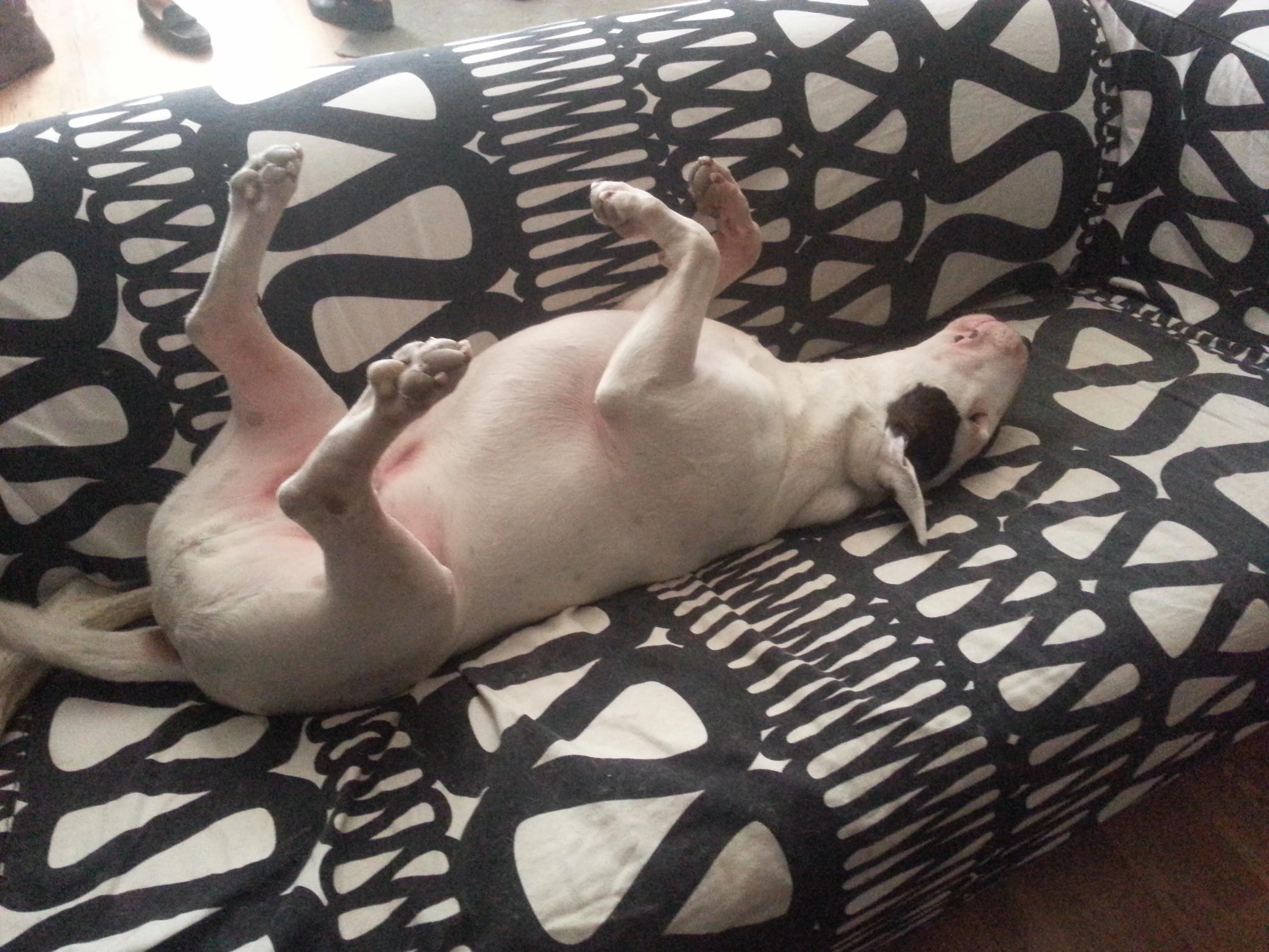 bull terrier lying on its back while sleeping on the couch