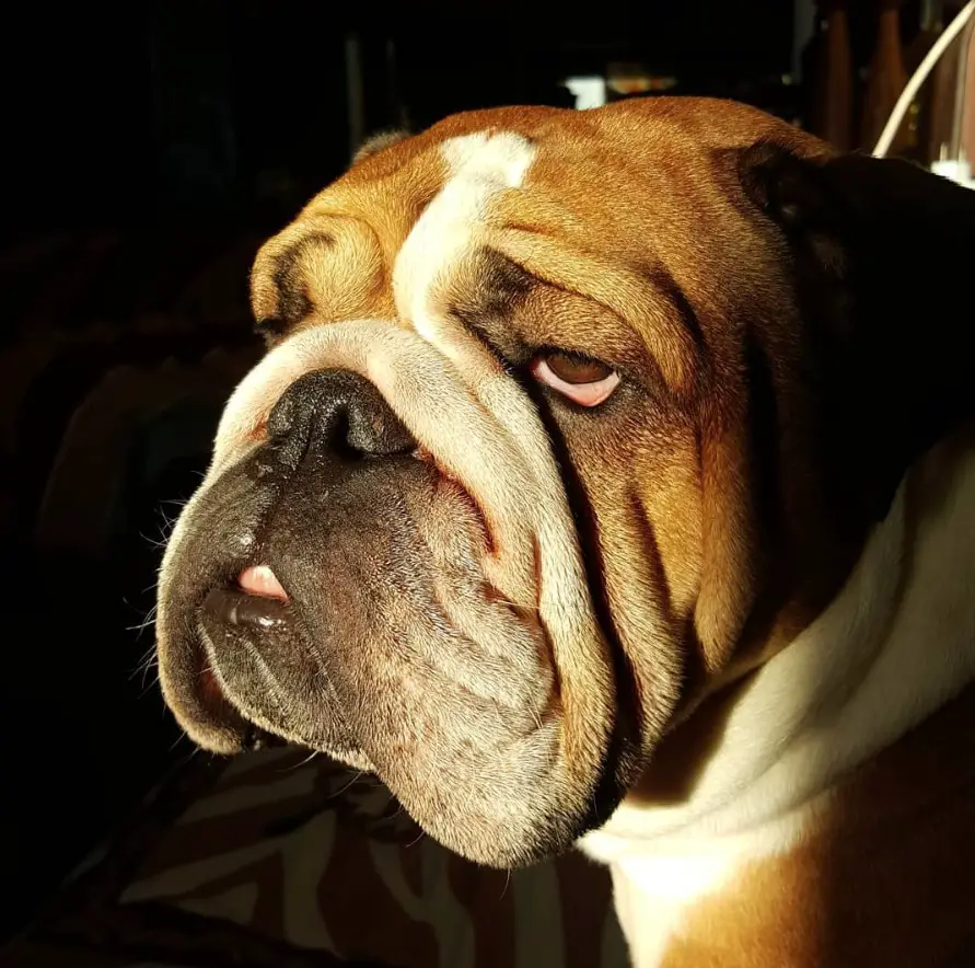30 Things English Bulldogs Should Never Eat - The Paws