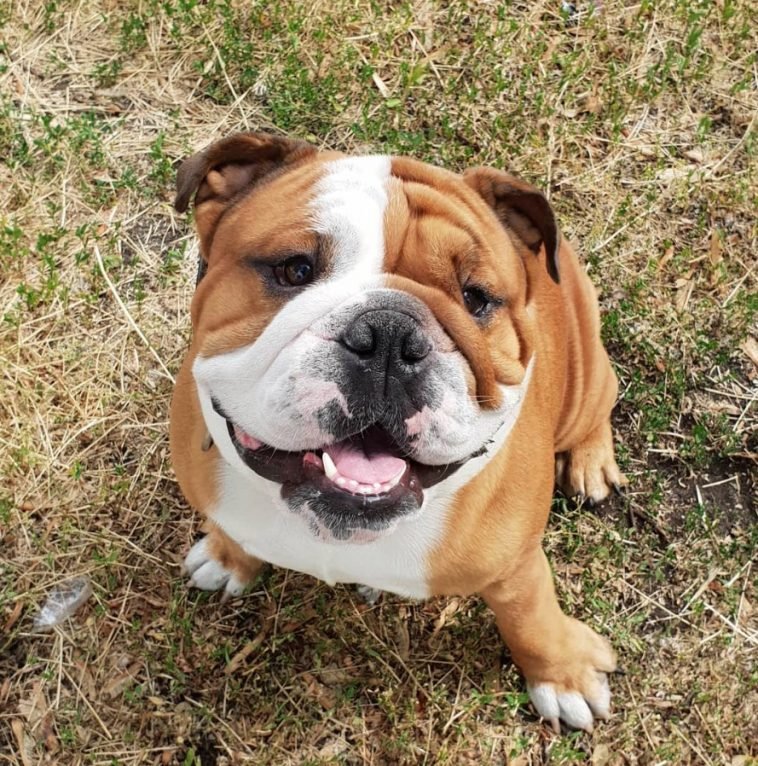 30 Things English Bulldogs Should Never Eat The Paws
