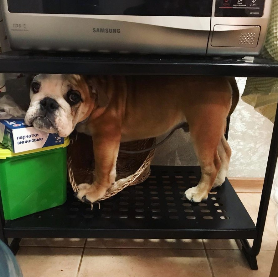 An English Bulldog standing under the microwave with its sad face