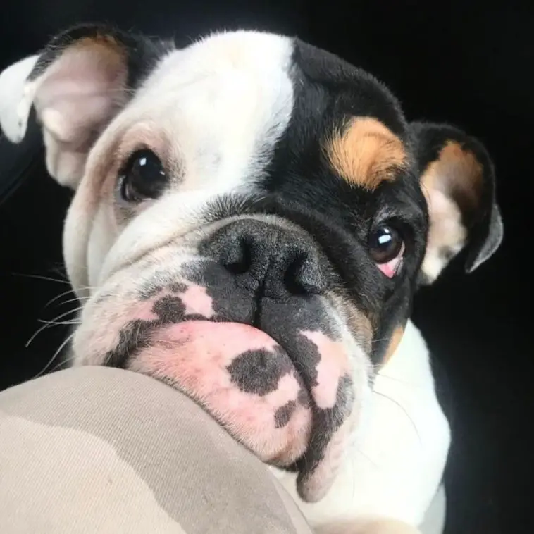 An English Bulldog leaning its face on the knee of the person and staring with its adorable eyes