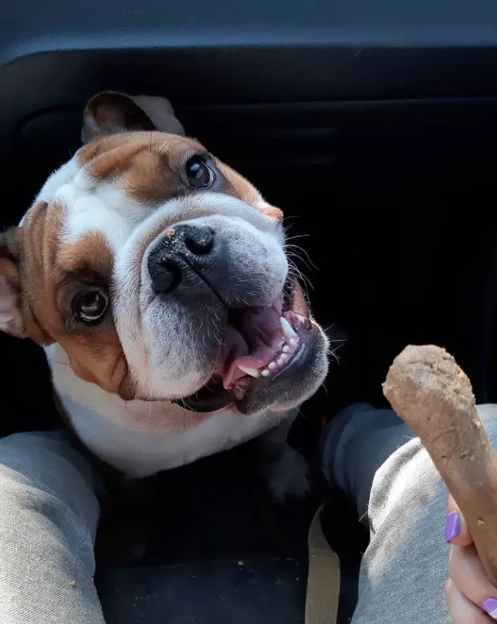 an English Bulldog sitting while smiling below the person sitting on the passenger seat while holding the treat of the dog