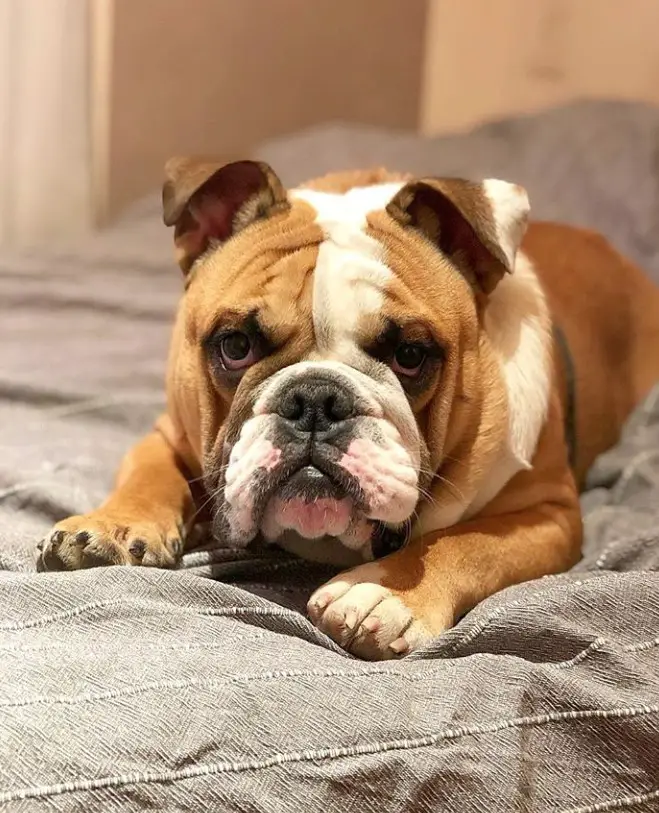 An English Bulldog lying on the bed with its angry face