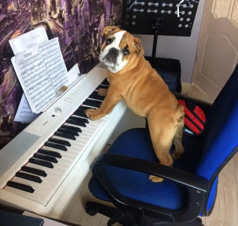 An English Bulldog standing on the chair with its front legs on top of the piano