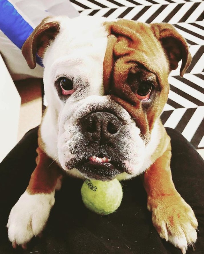 An English Bulldog leaning towards the lap of a woman with a ball on top