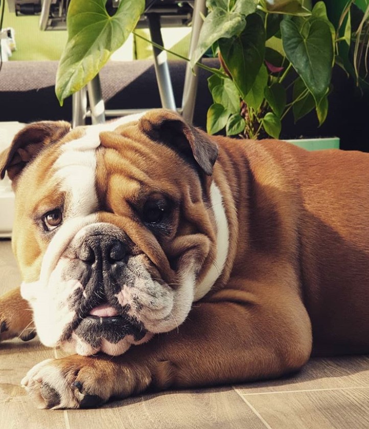 An English Bulldog lying on the floor