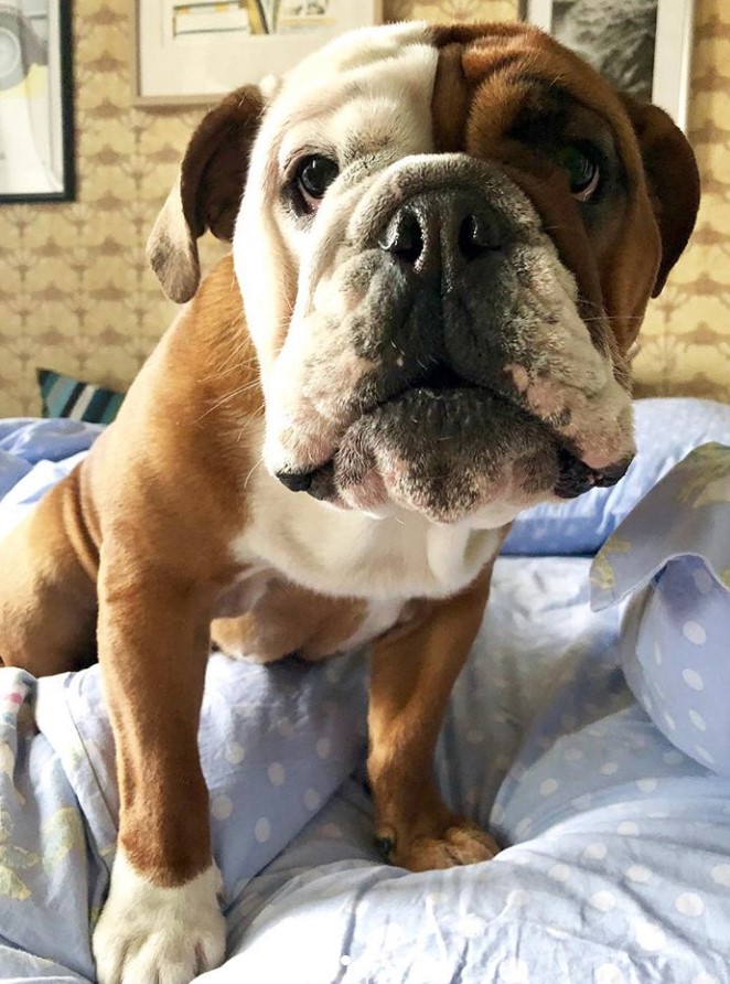 An English Bulldog sitting on the bed while leaning towards and staring