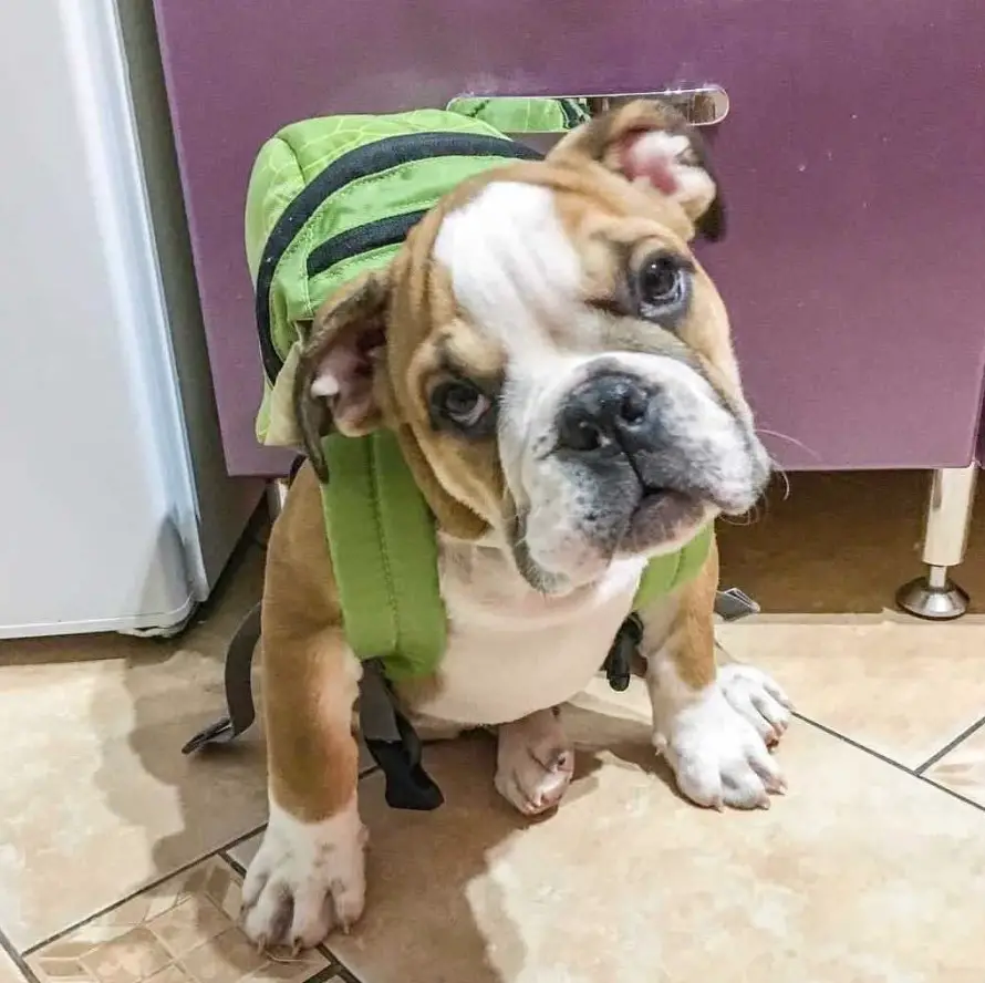 An English Bulldog puppy wearing a backpack while sitting on the floor with its sad face