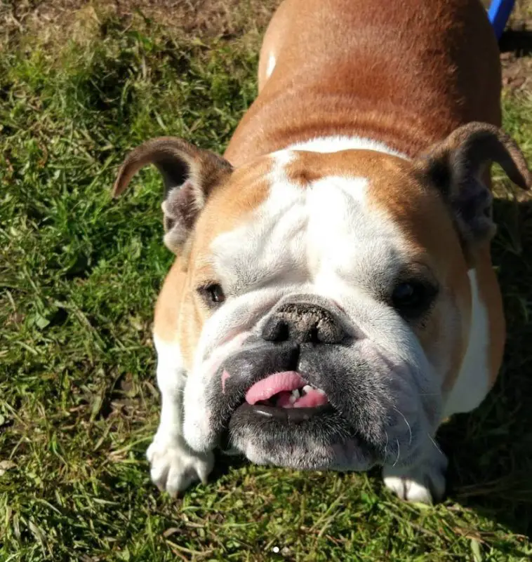An English Bulldog standing on the grass with its tongue out