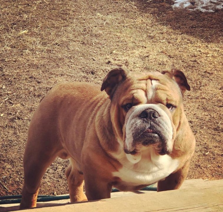 An English Bulldog standing behind the wooden bench in the yard while staring