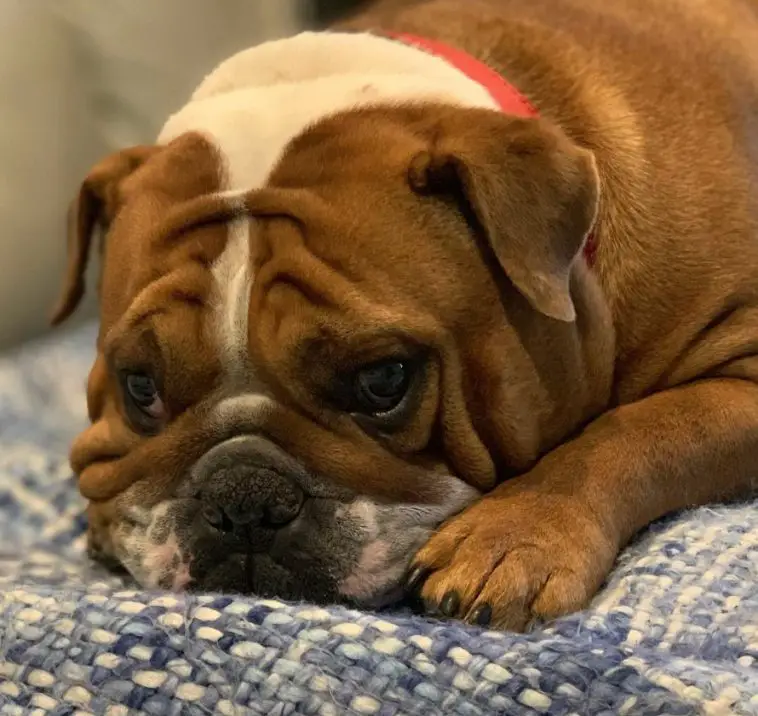 An English Bulldog lying on the bed with its sad face