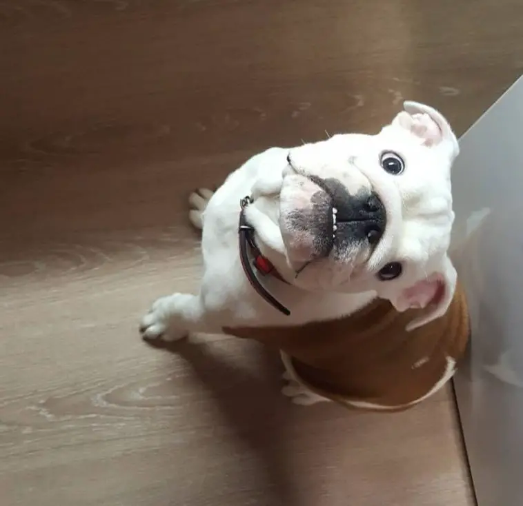 An English Bulldog sitting on the floor while looking up with its begging eyes