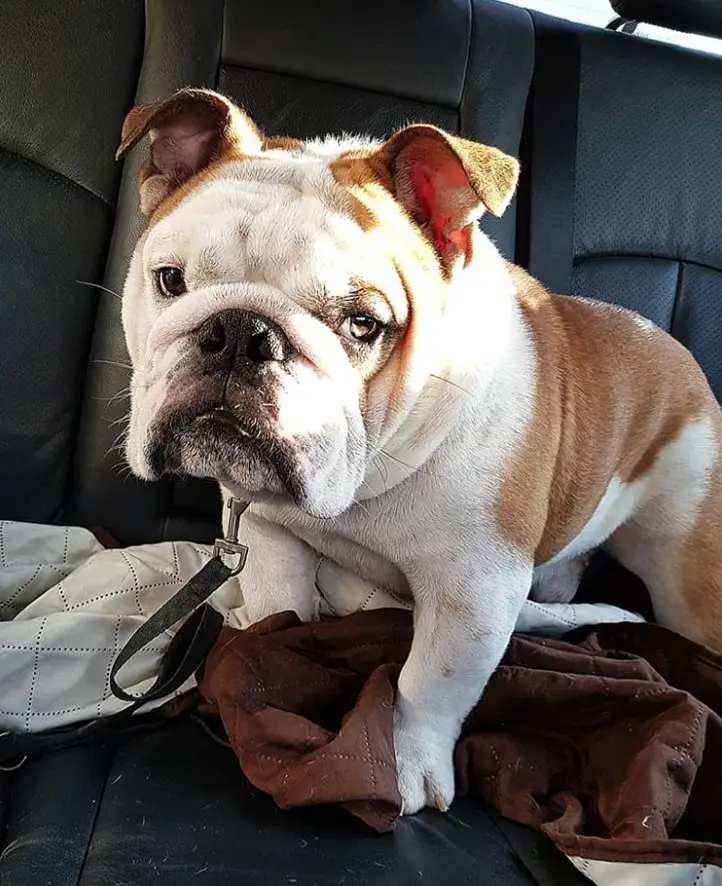 An English Bulldog standing in the backseat
